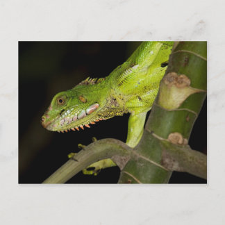 Travel collecting postcard 12