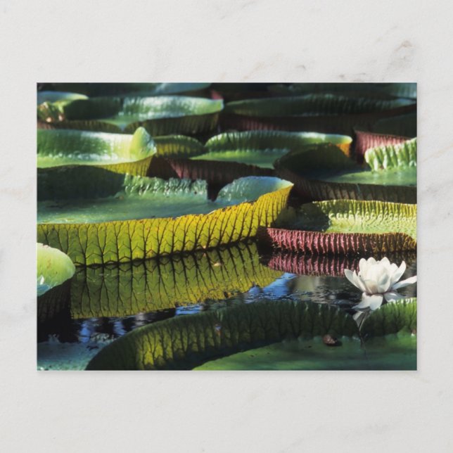 Travel collecting postcard 7 (Front)