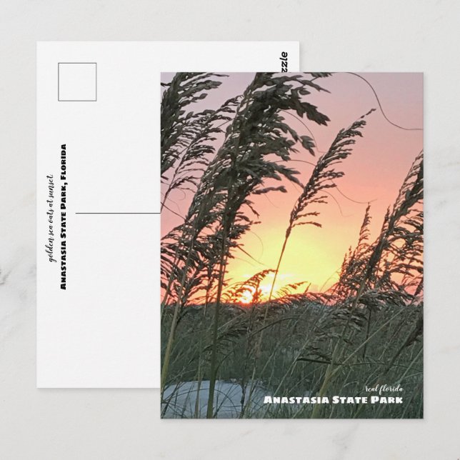 Travel | Florida - Anastasia Sea Oat Sunset Postcard (Front/Back)