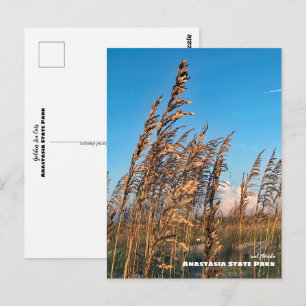 Travel   Florida - Anastasia State Park Sea Oats Postcard