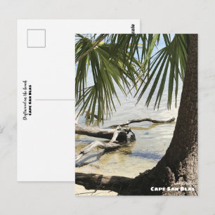 Travel Florida - Cape San Blas Driftwood Postcard