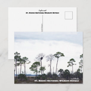 Travel   Florida - Eagles Nest, St. Marks Wildlife Postcard
