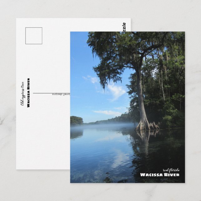 Travel | Florida - Old Cypress Tree, Wacissa River Postcard (Front/Back)
