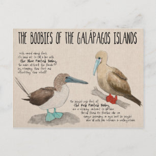 Travel Sketch Postcard: Birds of the Galapagos Postcard