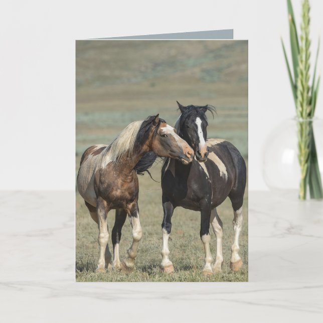Traveller Courts His Mare Wild Horse Greeting Card (Front)