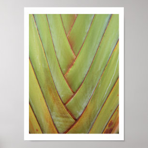 Traveller's Palm Poster