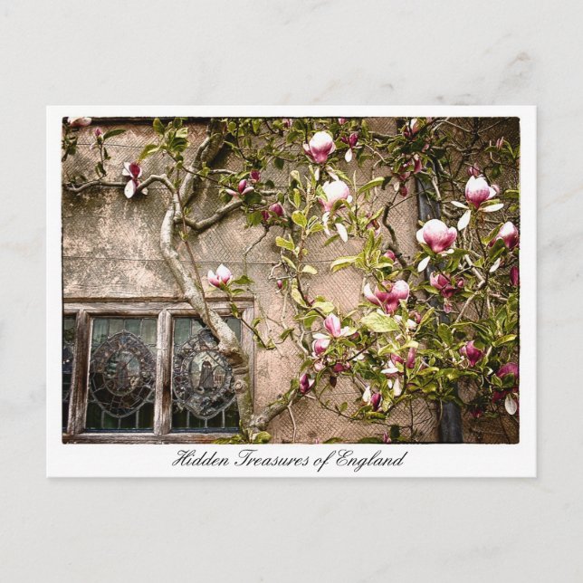 Treasures of England, Magnolia Flowers, Britain Postcard (Front)