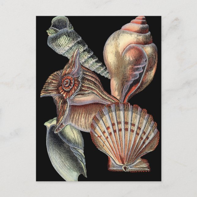 Treasures of the Sea Postcard (Front)