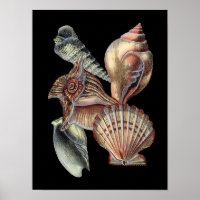 Treasures of the Sea