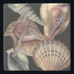 Treasures of the Sea Stone Coaster<br><div class="desc">This art print displays the finest things in nature within the ocean. Find all the different types of sea life in this image including a Conch Seashell,  Sand Dollars,  and Reefs buried deep in the sea. This art collection is a must have in your next Zazzle products.</div>