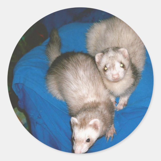 treat Ferrets Classic Round Sticker (Front)