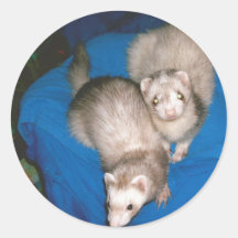 treat Ferrets