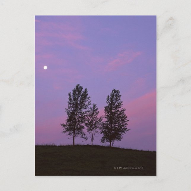 Tree 2 postcard (Front)