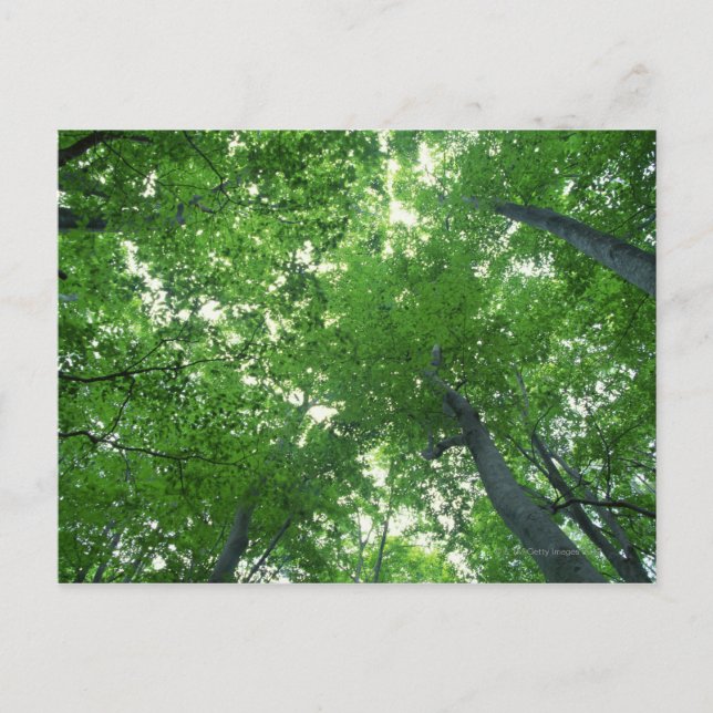 Tree 7 postcard (Front)