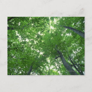 Tree 7 postcard