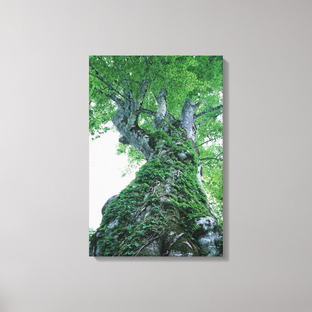 Tree 89  Stretched Canvas Print (Front)