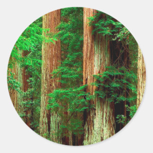 Tree Ancient Giants Redwoods Classic Round Sticker