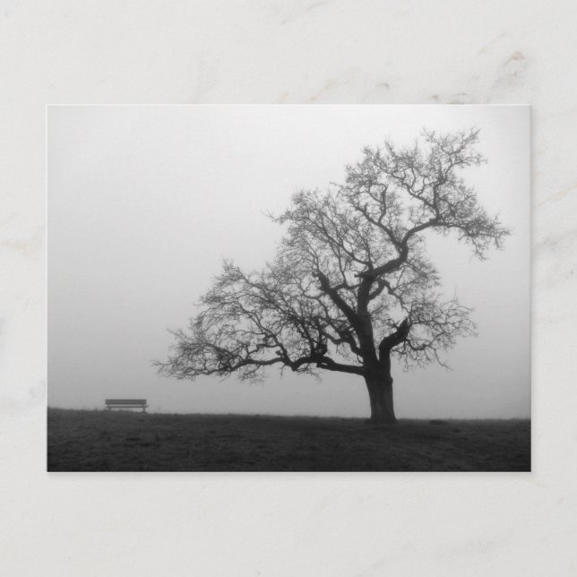 Tree and Bench in Fog Postcard (Front)