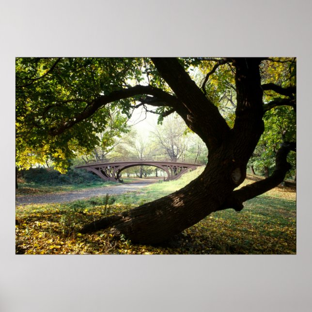 Tree and Bridge in Central Park Poster (Front)