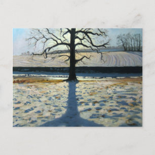 Tree and Shadow Calke Abbey Derbyshire Postcard