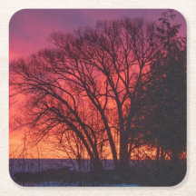 Tree and Sunset Coaster