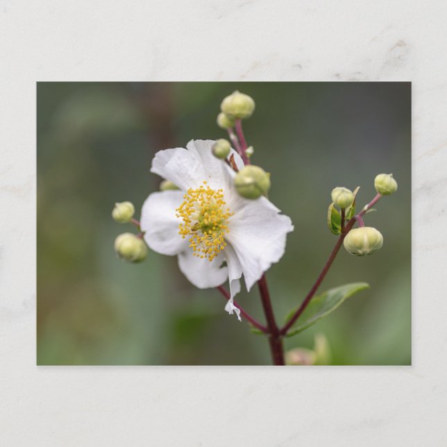 Tree Anemone Postcard (Front)