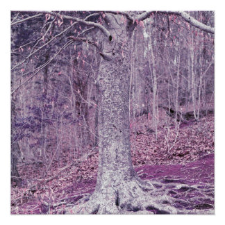 Tree at Dunbar  Poster