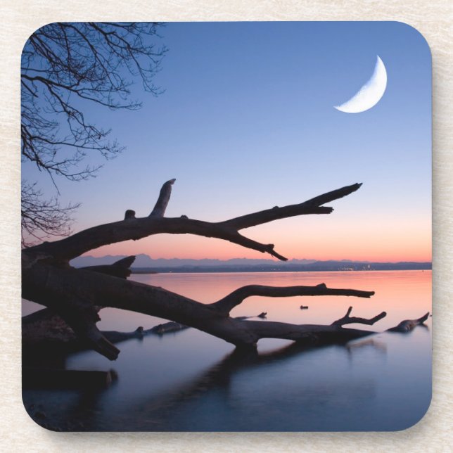 Tree at Starnberg Lake | Muensing Bavaria Germany Coaster (Front)