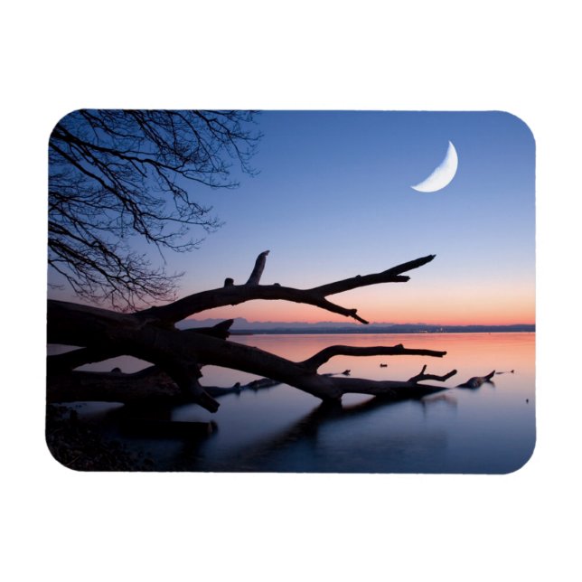 Tree at Starnberg Lake | Muensing Bavaria Germany Magnet (Horizontal)