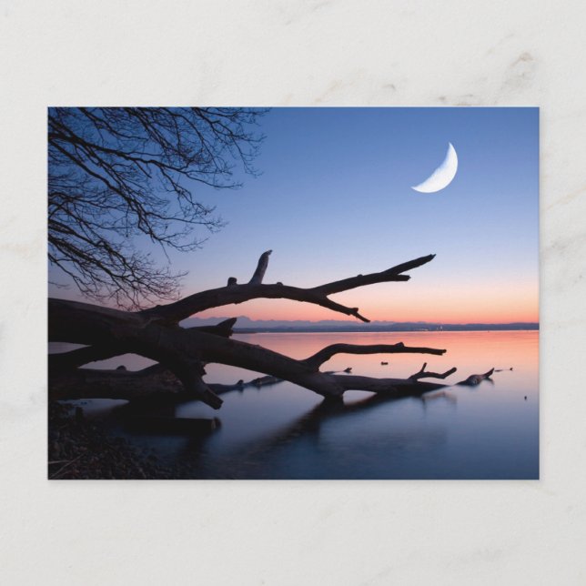 Tree at Starnberg Lake | Muensing Bavaria Germany Postcard (Front)