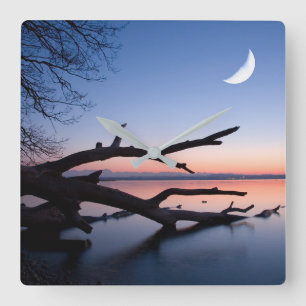 Tree at Starnberg Lake   Muensing Bavaria Germany Square Wall Clock