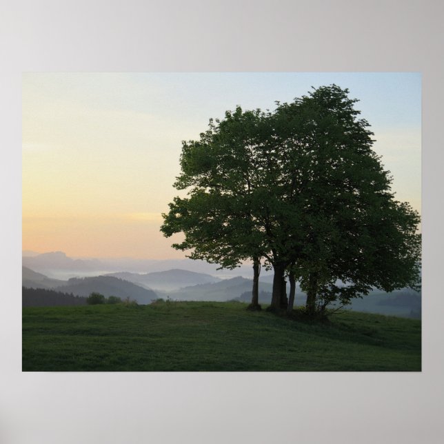 Tree at sunrise poster (Front)