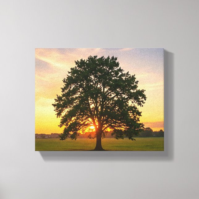 tree at sunset  canvas print (Front)
