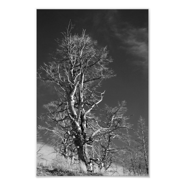 Tree at Yellowstone Photo Print (Front)
