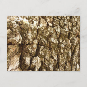 Tree Bark II Natural Textured Design Postcard