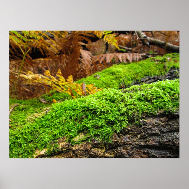 Tree Bark in Autumn Moss - Personalised Poster (Front)