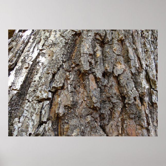 Tree Bark IV Abstract Nature Poster (Front)