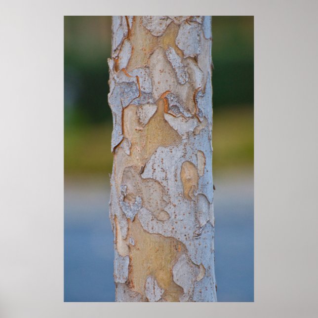 Tree Bark Poster (Front)