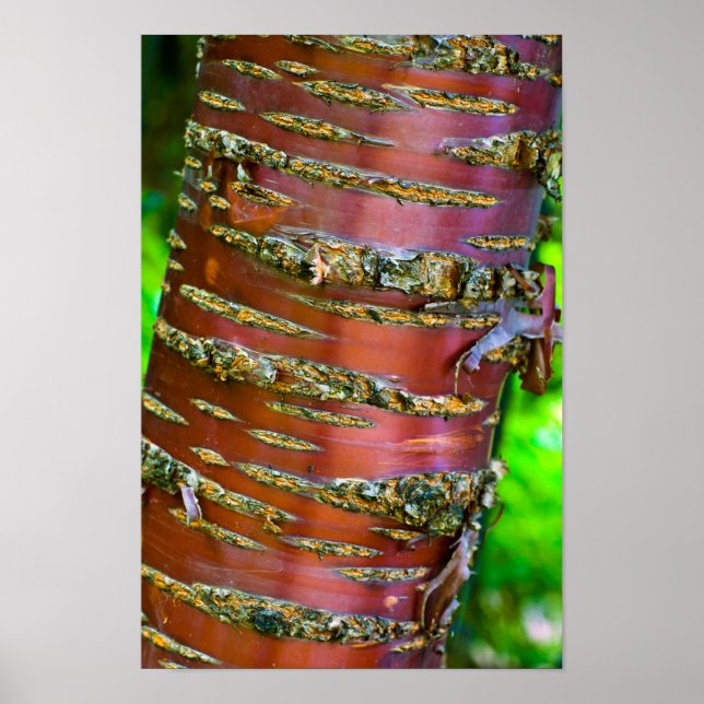 Tree bark Poster (Front)