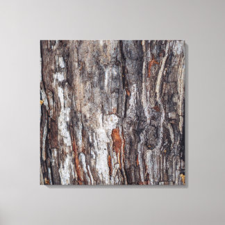 Tree Bark Texture Canvas Print