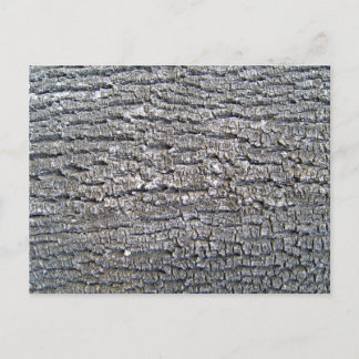 Tree Bark Texture Horizontal Postcard