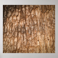 Tree bark texture, natural wood background.
