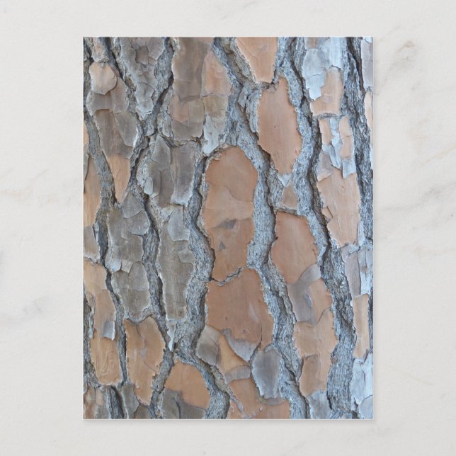 Tree bark texture postcard (Front)