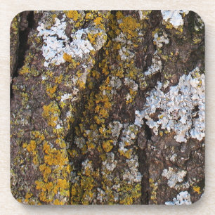 Tree Bark With Lichens Coaster