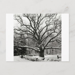 Tree Bedford Oak New York City Postcard