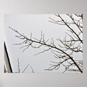 Tree Branch without leaves against cloudy sky Poster