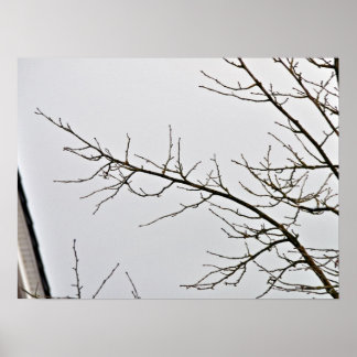 Tree Branch without leaves against cloudy sky Poster