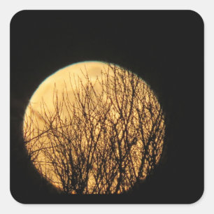 Tree Branches in front of Spooky Halloween Moon Square Sticker