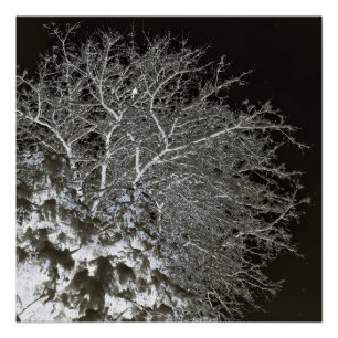 Tree branches Photo Negative Poster
