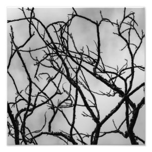 Tree Branches Photo Print